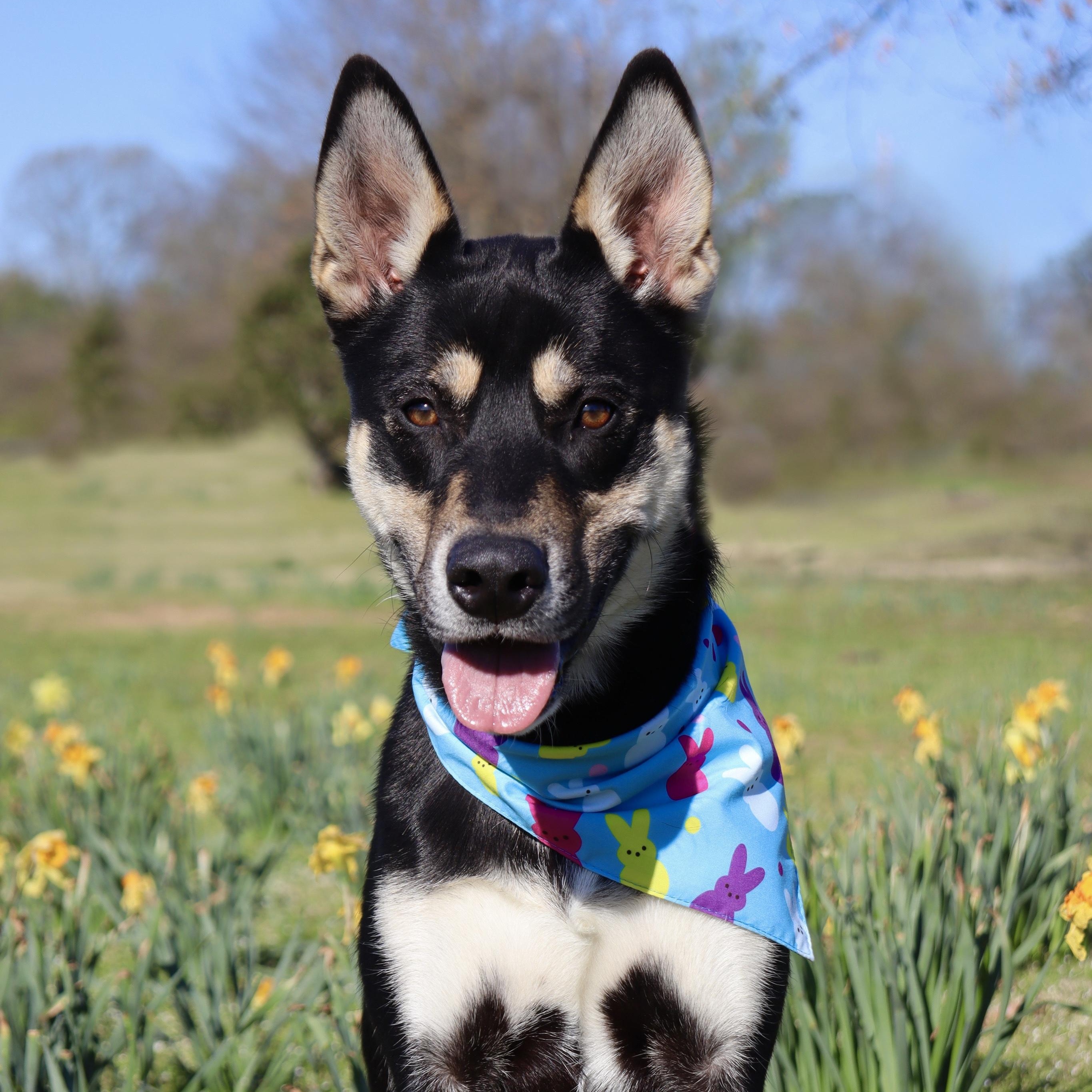 Benny, a Adoptable mixed breed in Collierville, TN image 3/5