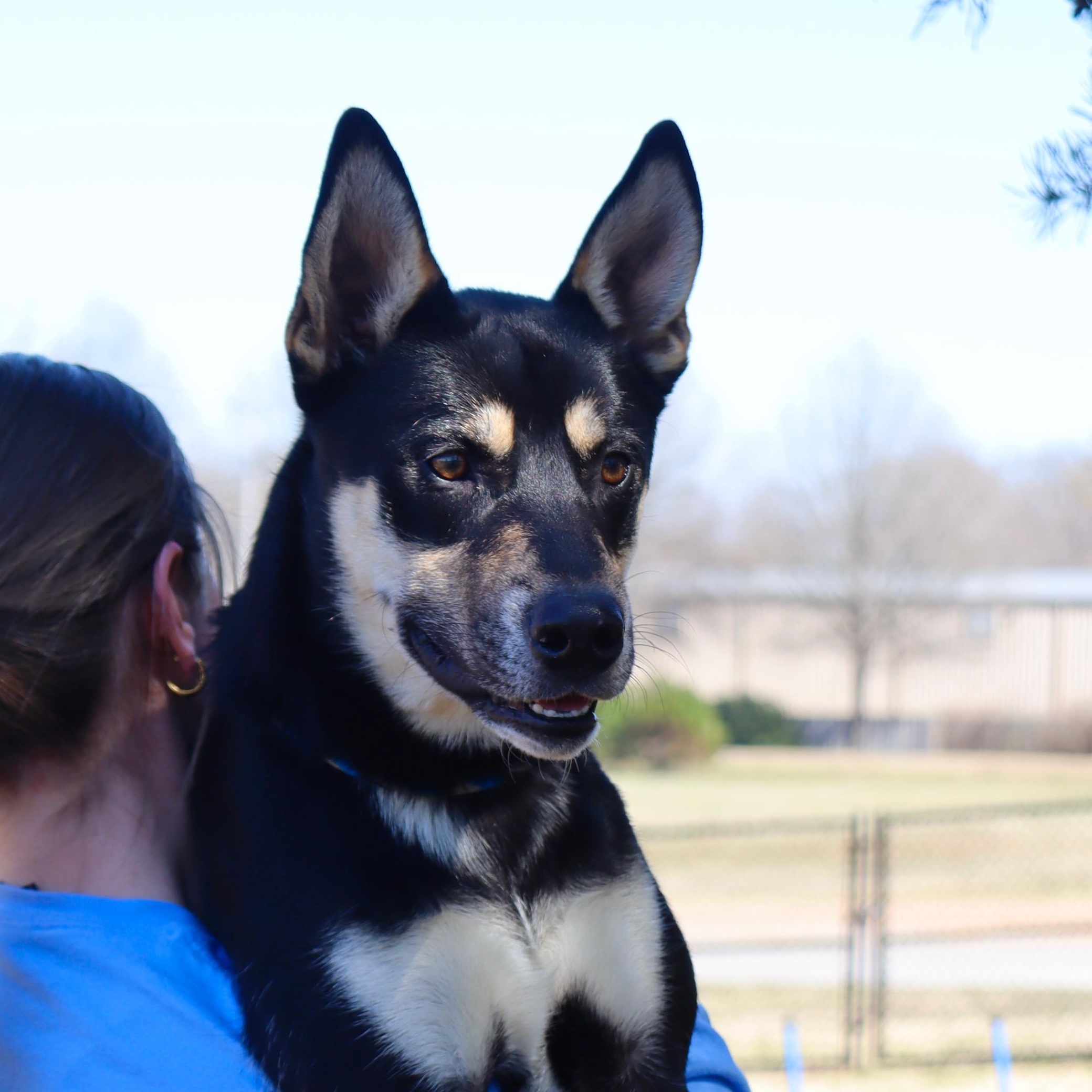 Benny, a Adoptable mixed breed in Collierville, TN image 4/5