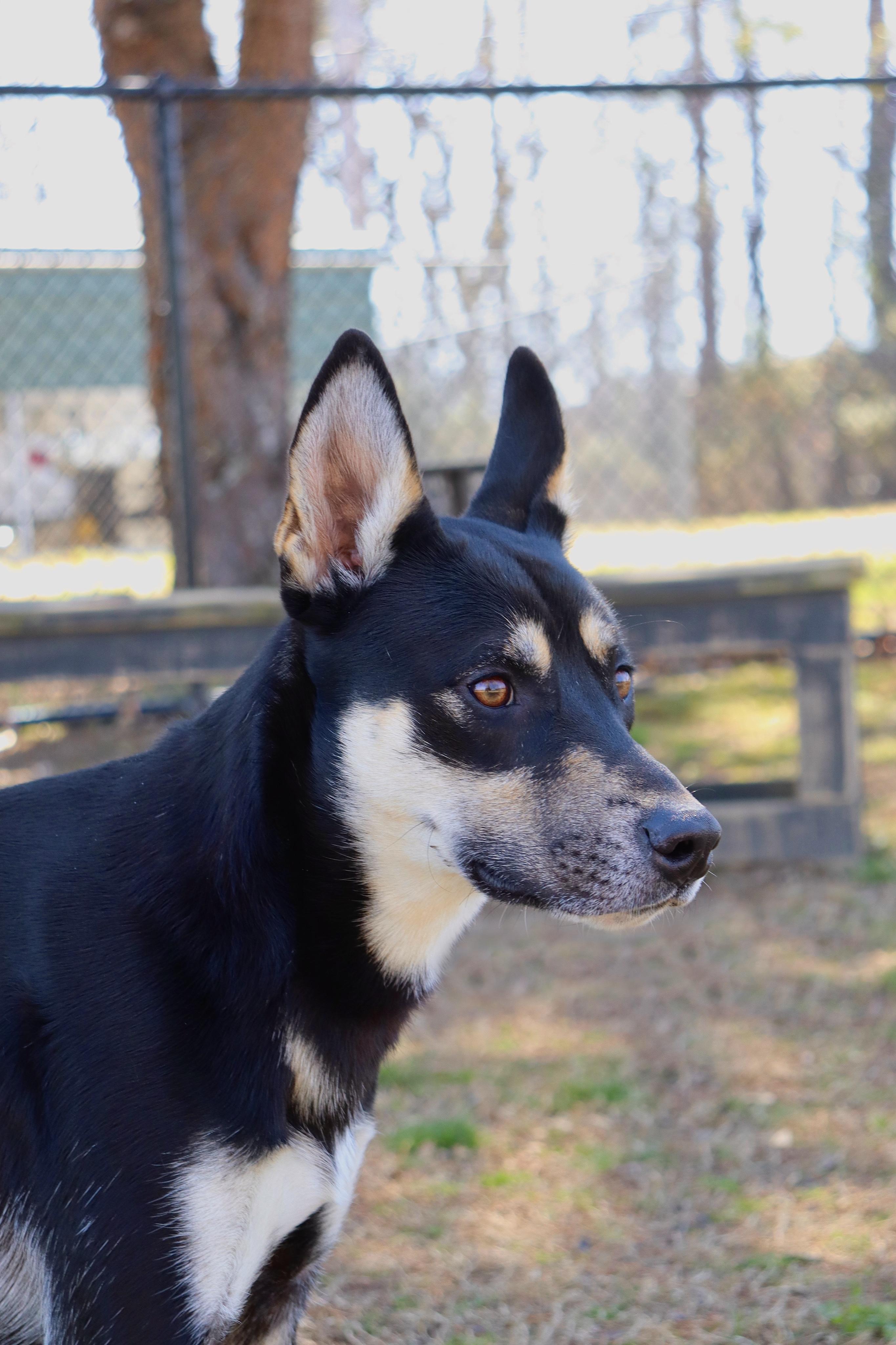 Benny, Adoptable, Adult Male German Shepherd Dog.