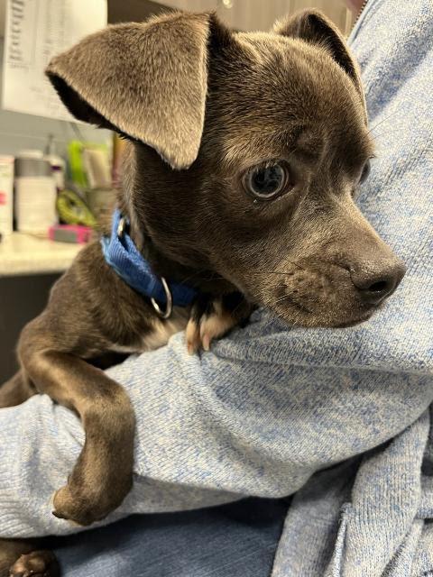 Leonard - In a Foster Home!, a Adoptable mixed breed in South Bend, IN image 1/2
