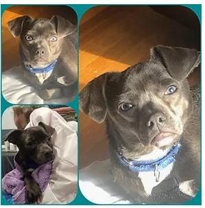 Leonard - In a Foster Home!, a Adoptable mixed breed in South Bend, IN image 2/2