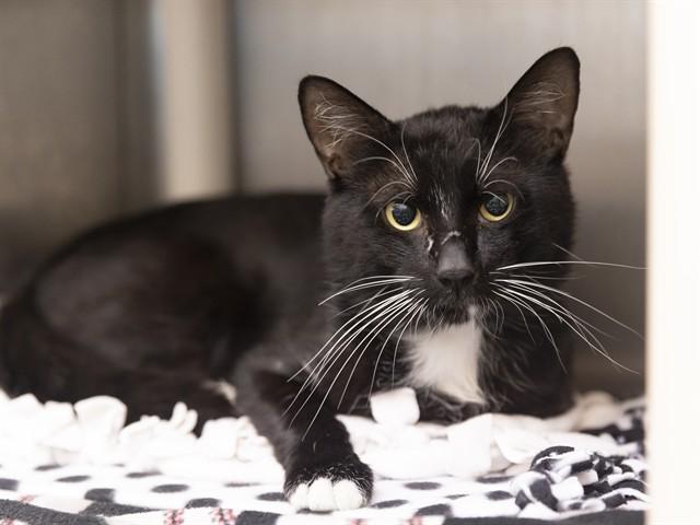 COSMO, Adoptable, Adult Male Domestic Short Hair.