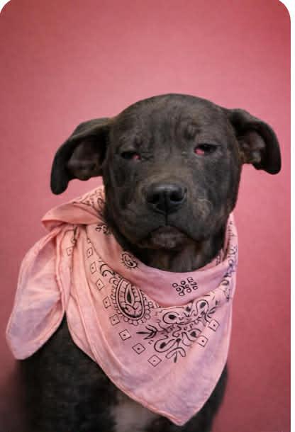 Sweet Pea, Adopted, Young Female American Bulldog.