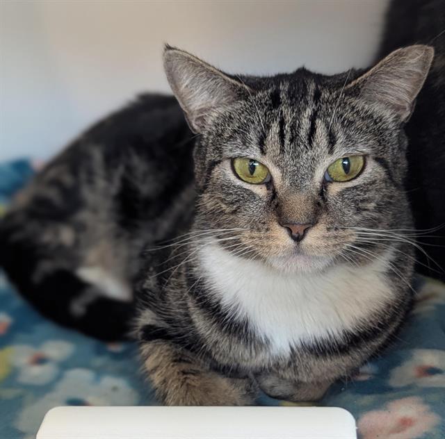 Enlarge RUMMY, a Adoptable Domestic Short Hair in Fort Lauderdale, FL image 1/1