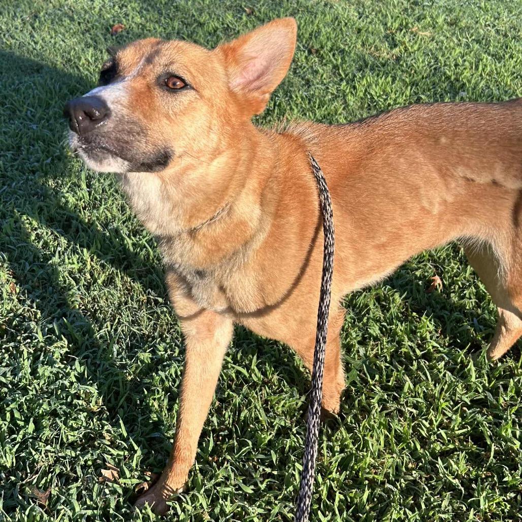 Mirabella, Adoptable, Adult Female Shepherd & Cattle Dog.