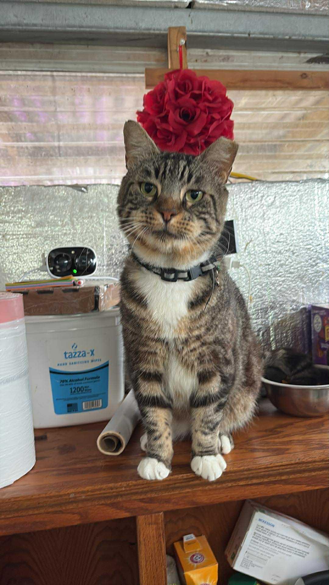 Tank, Adoptable, Adult Male Tabby.