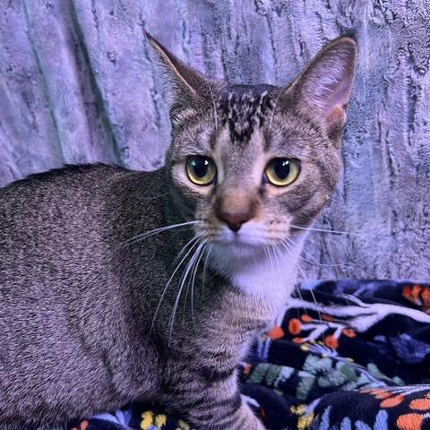 Maggie, Adoptable, Adult Female Domestic Short Hair.