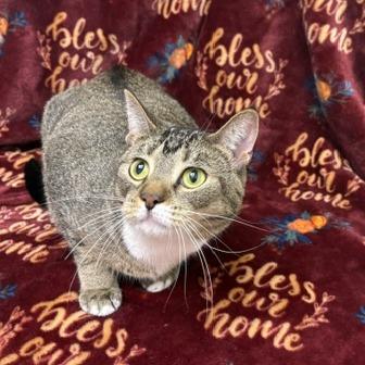 Enlarge Maggie, a Adoptable Domestic Short Hair in Chaska, MN image 2/6