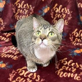 Enlarge Maggie, a Adoptable Domestic Short Hair in Chaska, MN image 3/6