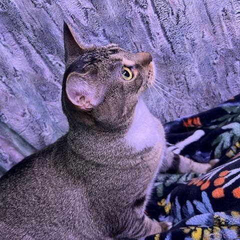 Maggie, a Adoptable Domestic Short Hair in Chaska, MN image 2/4