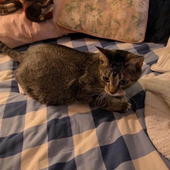 Maggie, a Adoptable Domestic Short Hair in Chaska, MN image 3/4