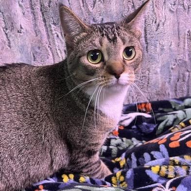 Maggie, a Adoptable Domestic Short Hair in Chaska, MN image 4/4