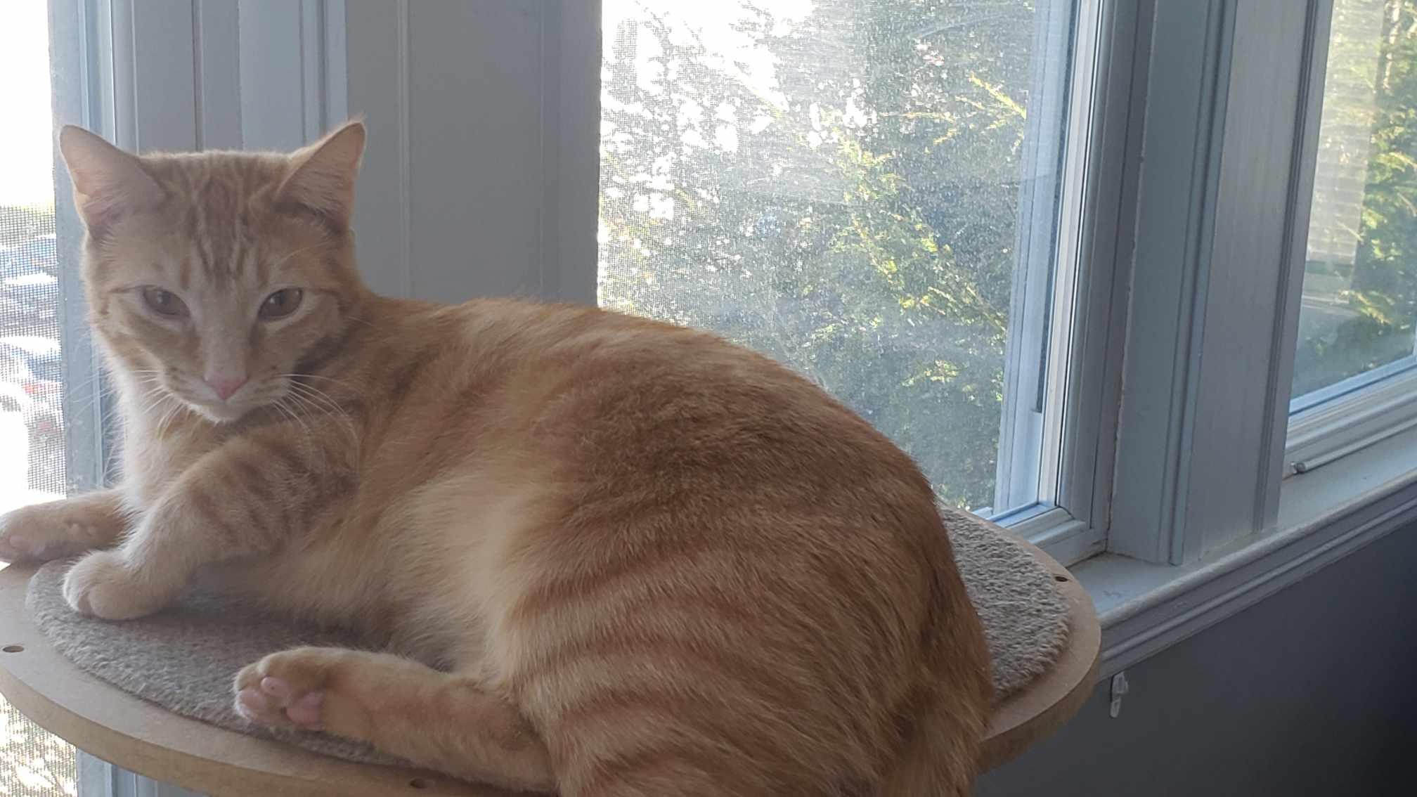 Milton, Young Male Domestic Short Hair