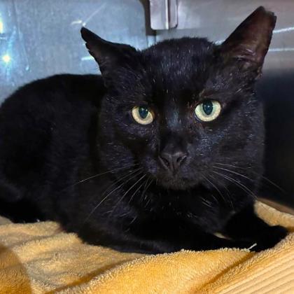 Enlarge X-Ray, a Adoptable mixed breed in Gastonia, NC image 1/1