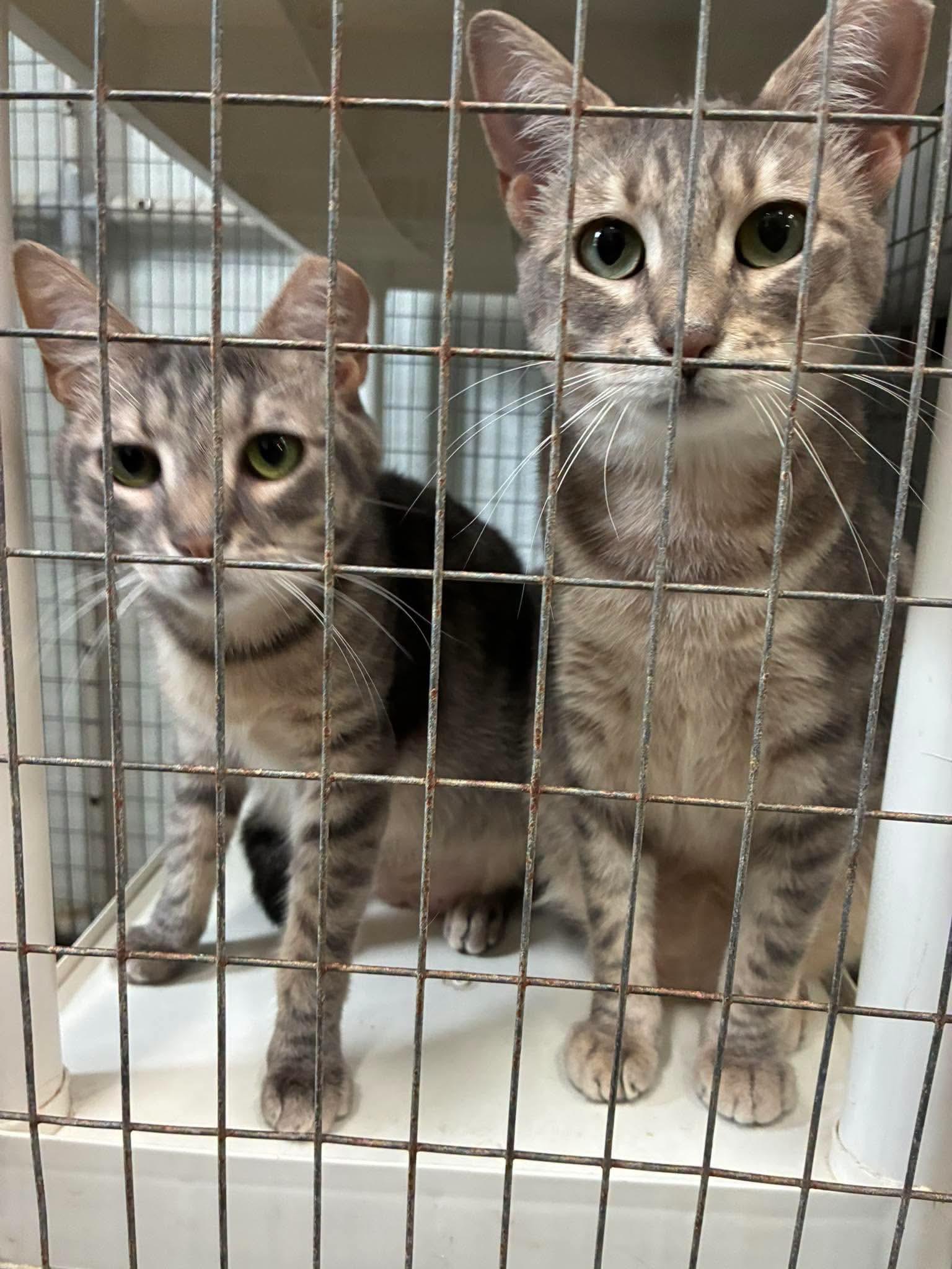 Enlarge Outlaws - Parole - GREAT CAT BUDDY, a Adoptable Domestic Short Hair in Lake Hopatcong, NJ image 5/5