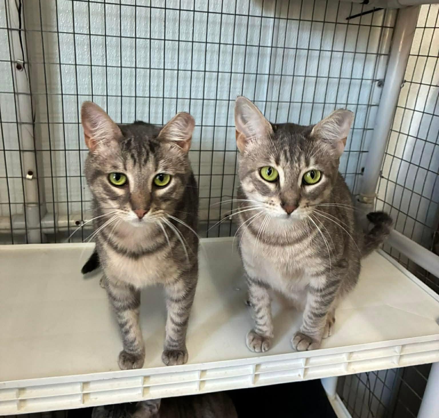 Enlarge Outlaws - Parole - GREAT CAT BUDDY, a Adoptable Domestic Short Hair in Lake Hopatcong, NJ image 4/5