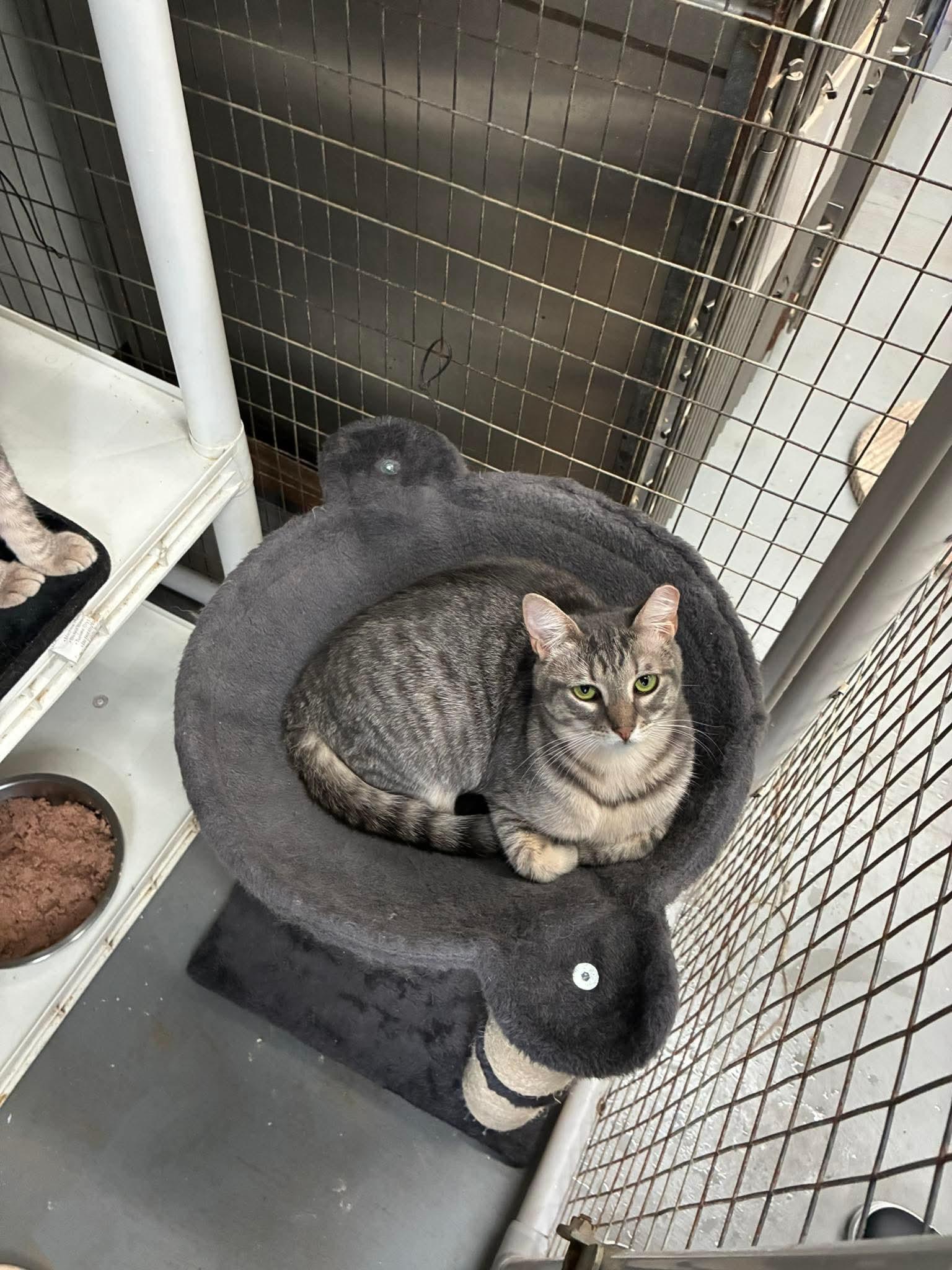 Enlarge Outlaws - Parole - GREAT CAT BUDDY, a Adoptable Domestic Short Hair in Lake Hopatcong, NJ image 2/5