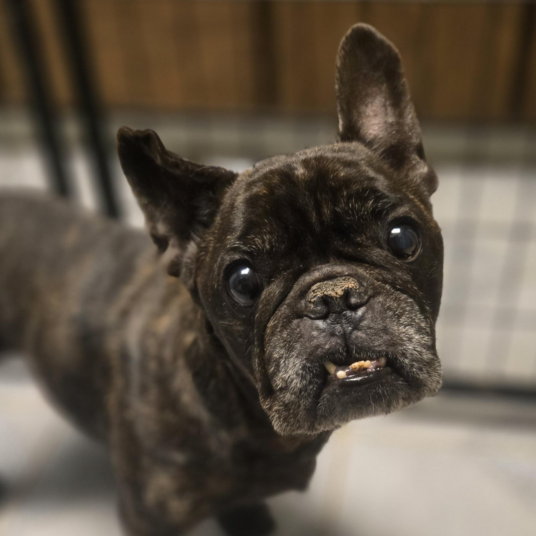 George, adopted, Senior Male French Bulldog.
