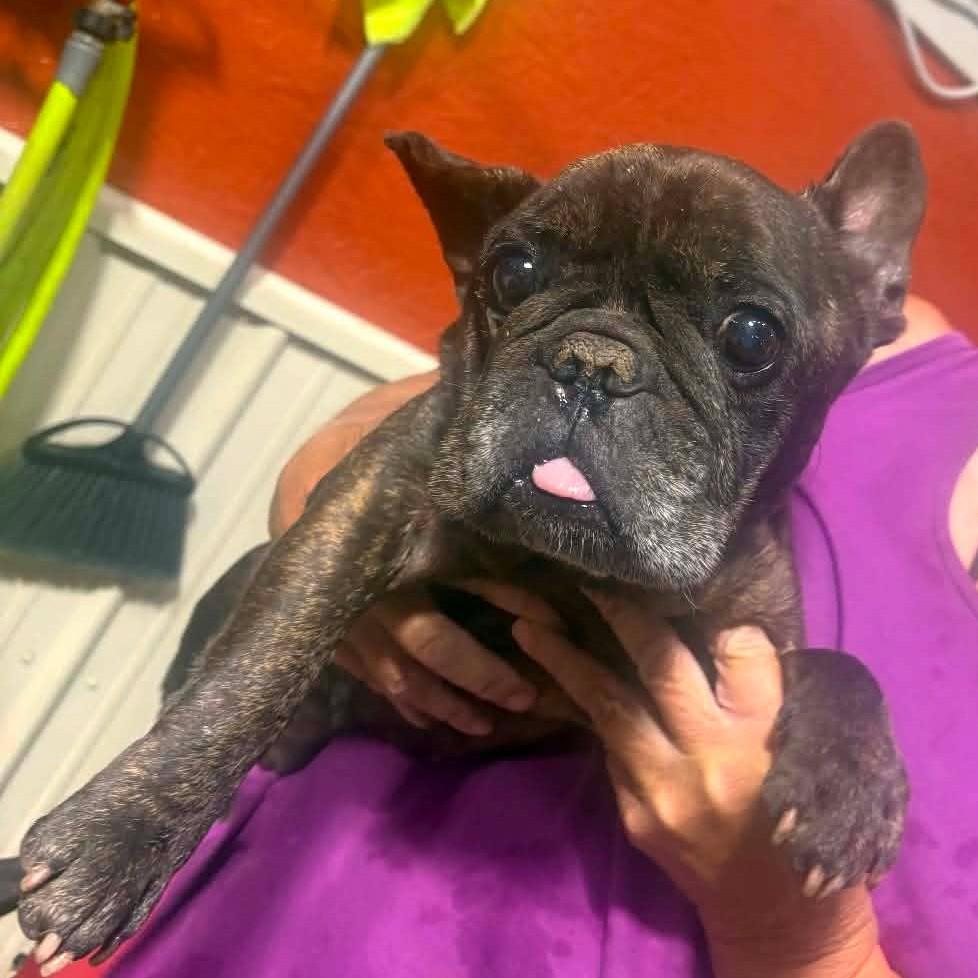 Enlarge George, an adopted French Bulldog in Normal, IL image 6/6