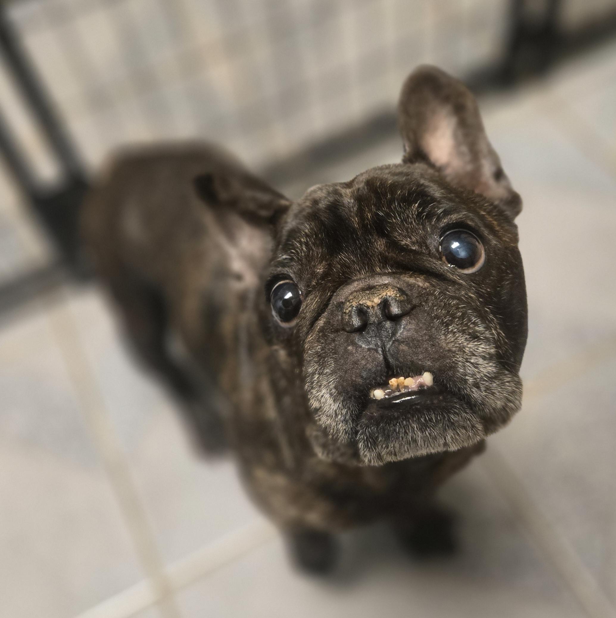 Enlarge George, an adopted French Bulldog in Normal, IL image 3/6