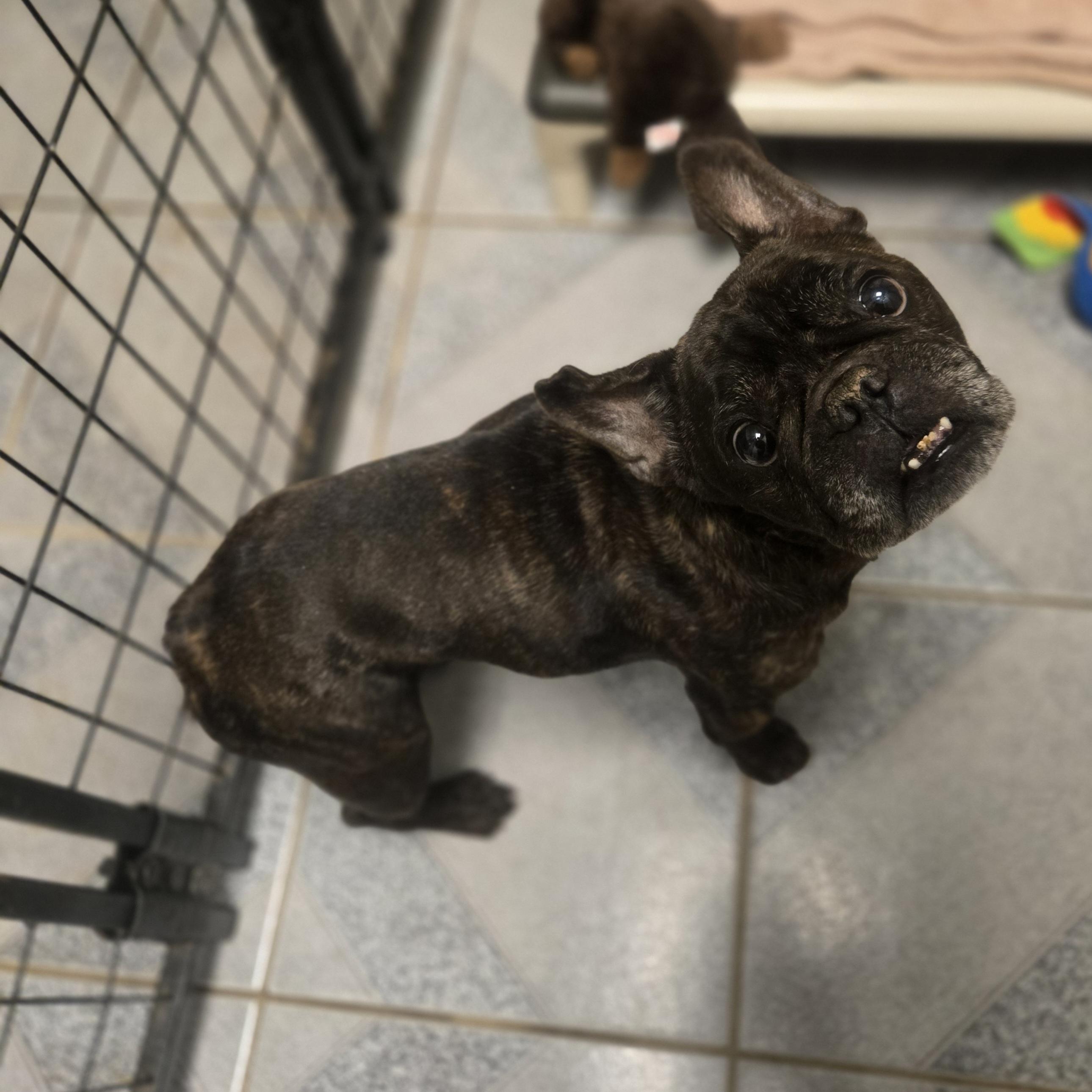 Enlarge George, an adopted French Bulldog in Normal, IL image 5/6