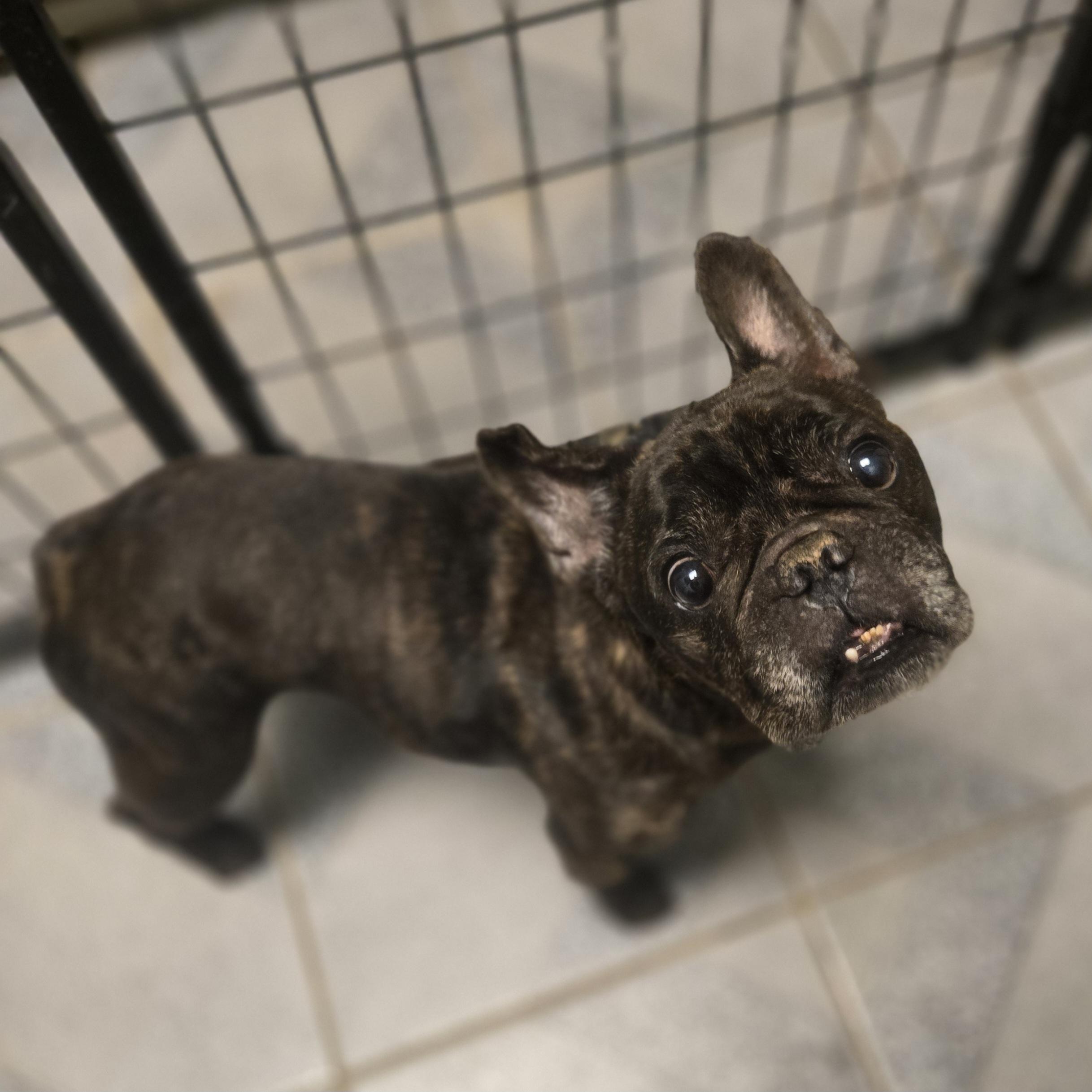 Enlarge George, an adopted French Bulldog in Normal, IL image 4/6
