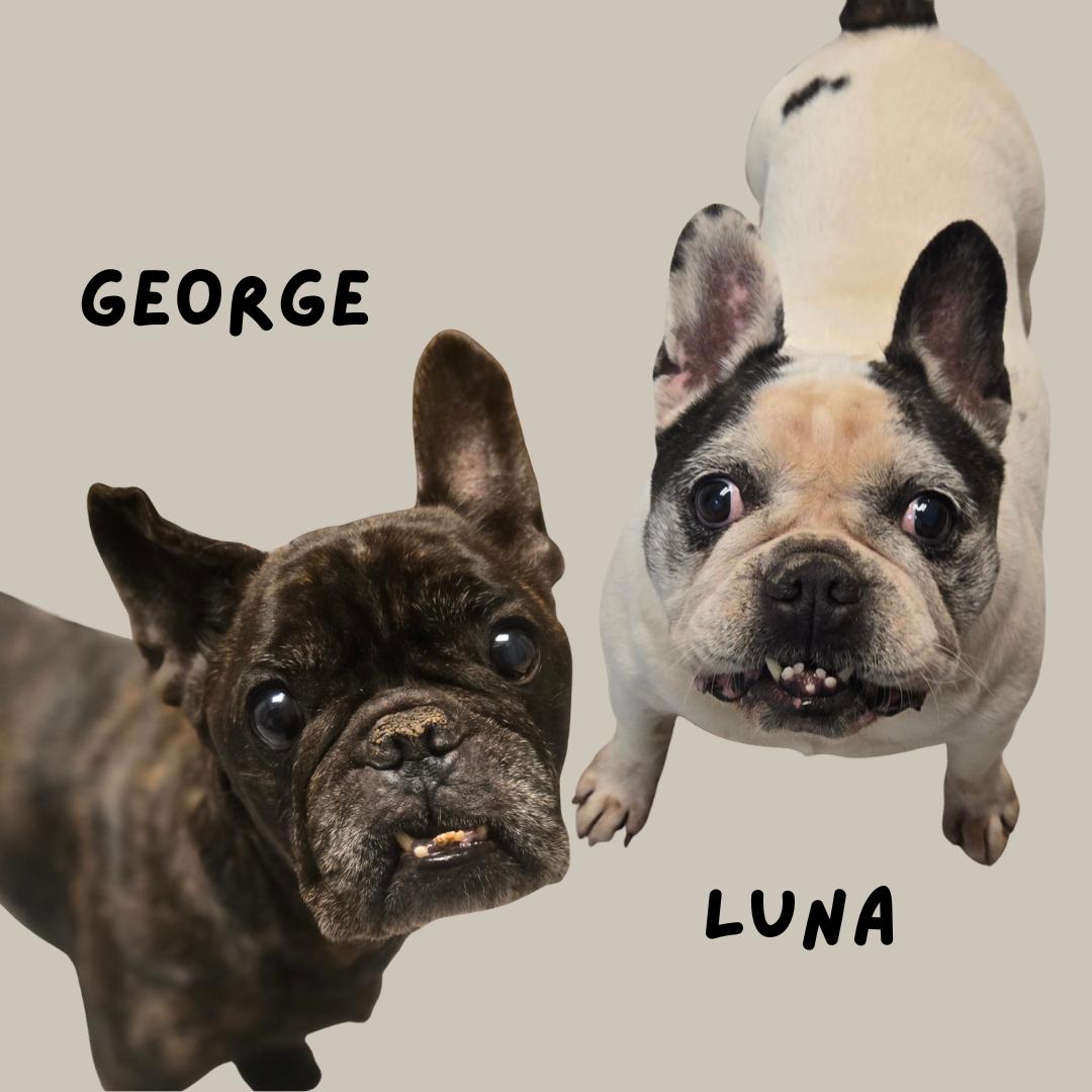 Enlarge George, an adopted French Bulldog in Normal, IL image 2/6