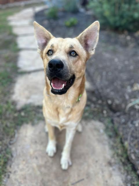 Enlarge Buddy, a Adoptable mixed breed in Lockhart, TX image 4/6