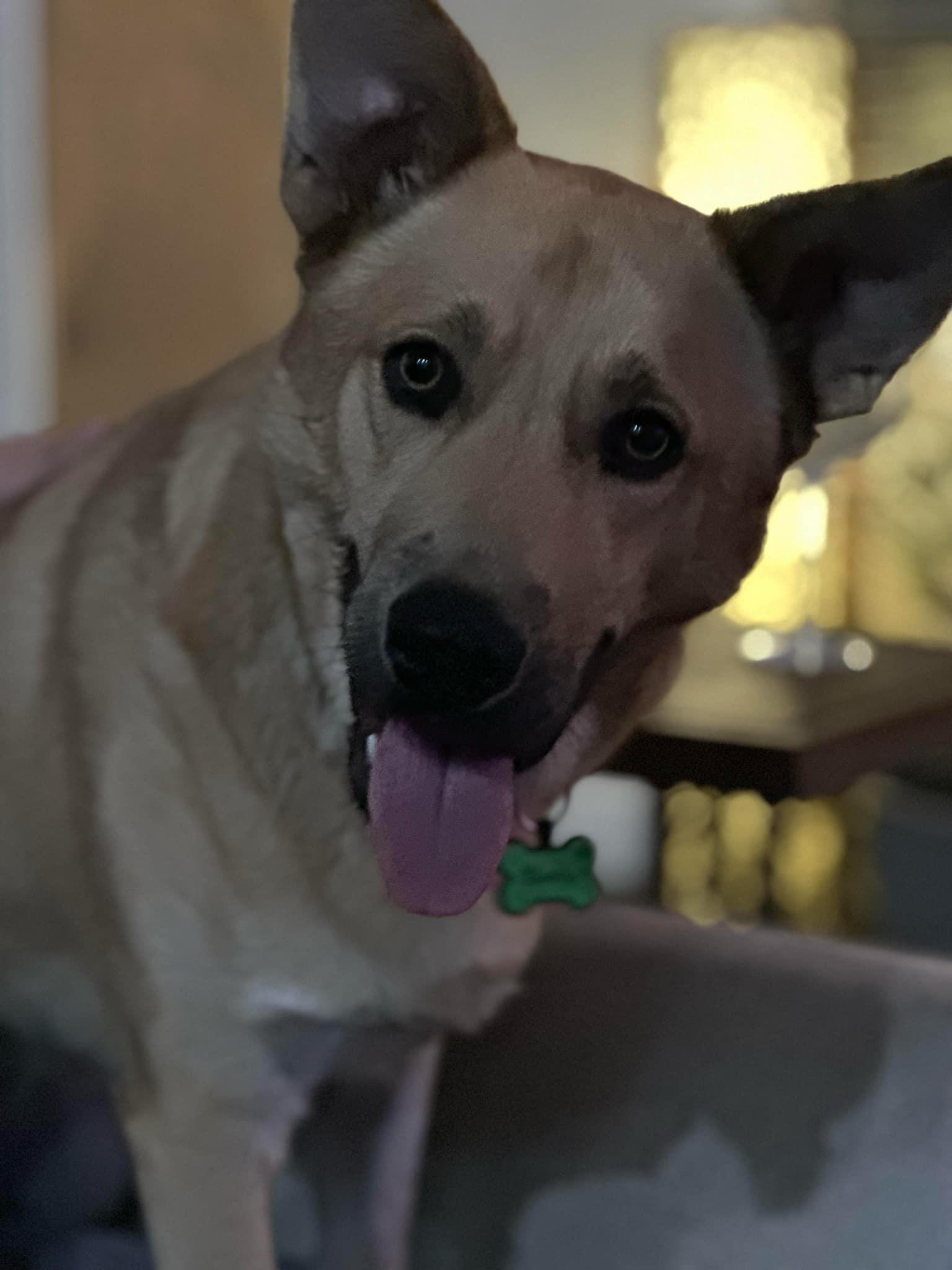 Enlarge Buddy, a Adoptable mixed breed in Lockhart, TX image 5/6