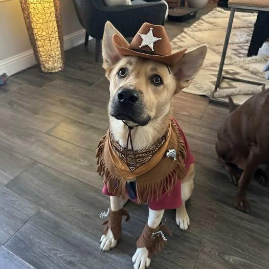 Enlarge Buddy, a Adoptable mixed breed in Lockhart, TX image 1/6