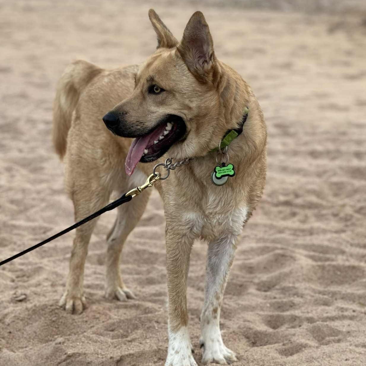 Enlarge Buddy, a Adoptable mixed breed in Lockhart, TX image 2/6