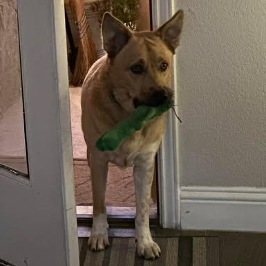 Buddy, Adoptable, Adult Male Shepherd & Labrador Retriever.