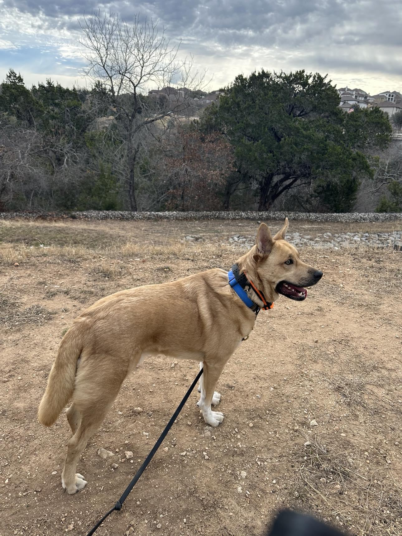 Enlarge Buddy, a Adoptable mixed breed in Lockhart, TX image 5/6