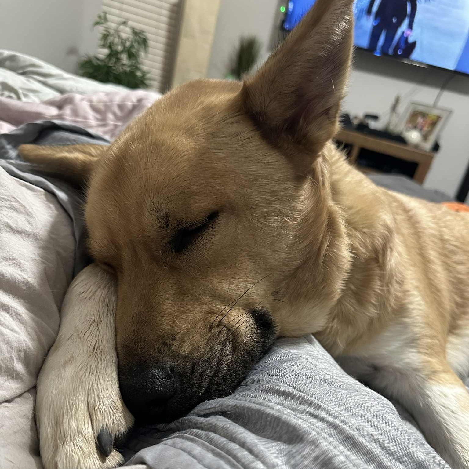 Enlarge Buddy, a Adoptable mixed breed in Lockhart, TX image 3/6