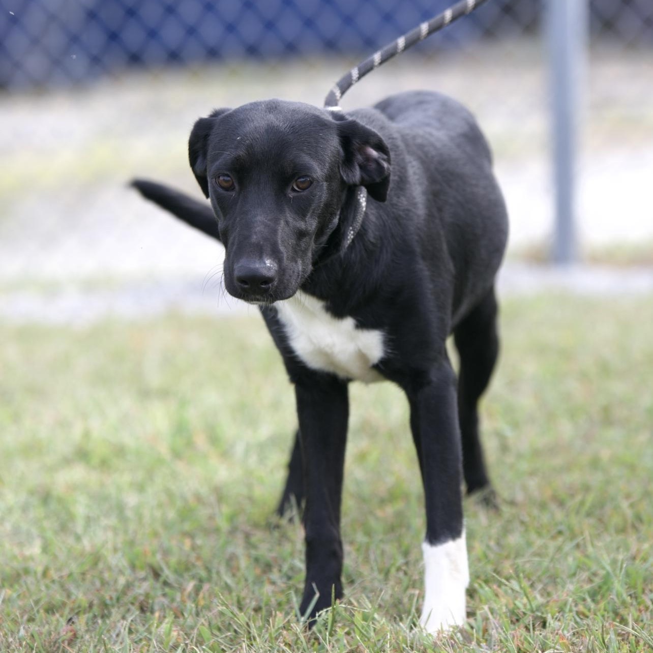 Maddie, Adoptable, Young Female Black Labrador Retriever.