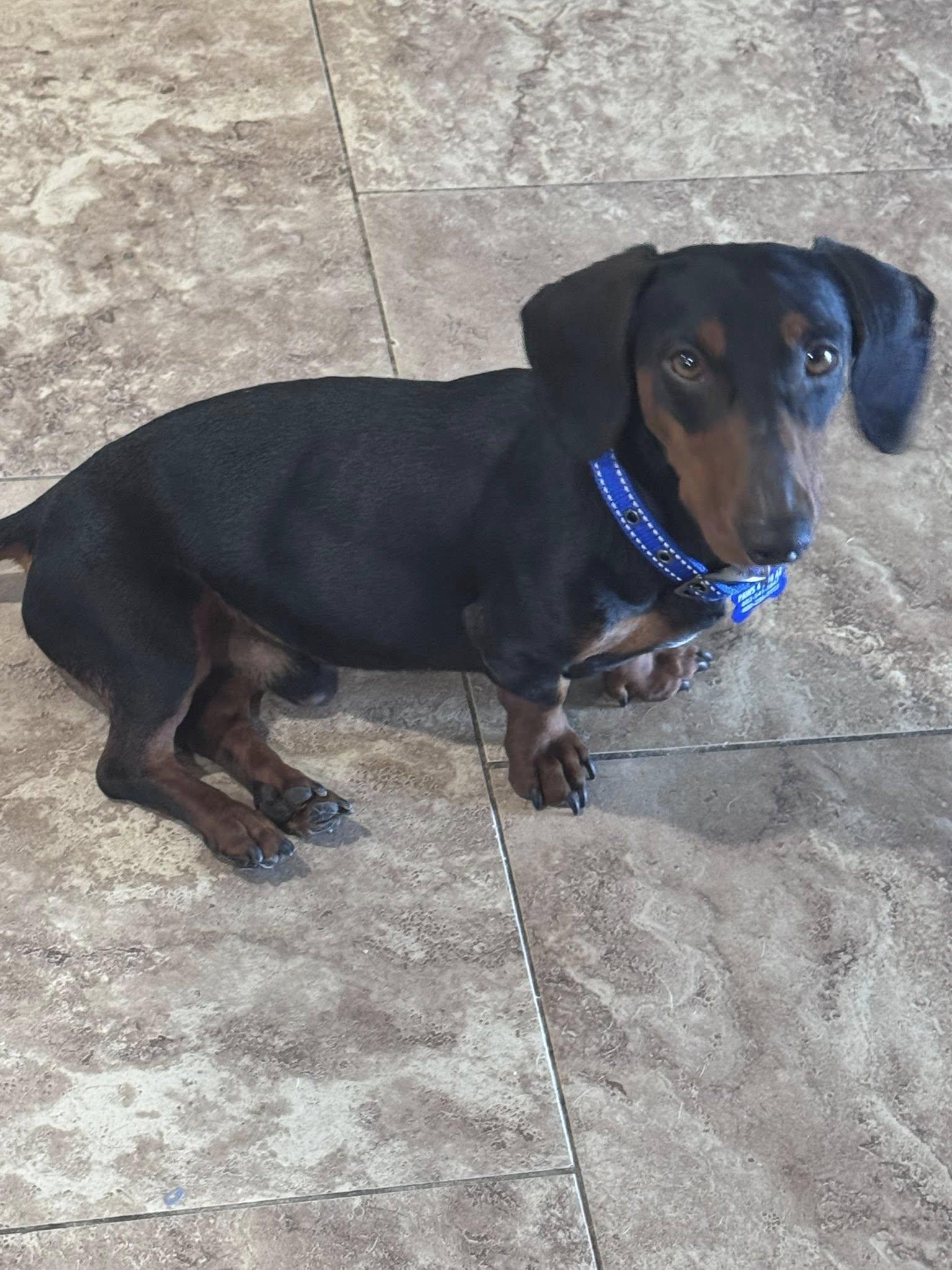 Enlarge Fritz, an adopted Dachshund in San Tan Valley, AZ image 1/1