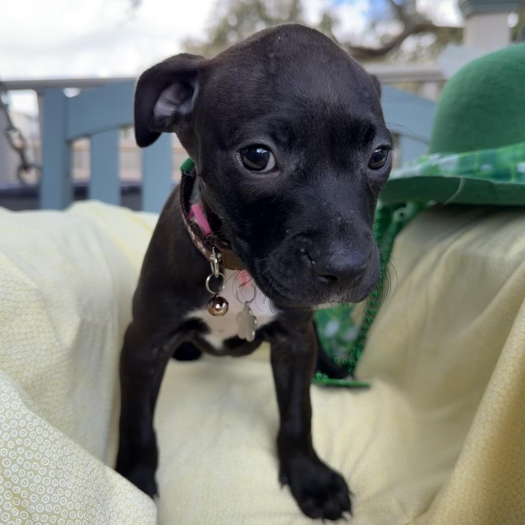 Marilyn Mon-Woof — thumbnail 2