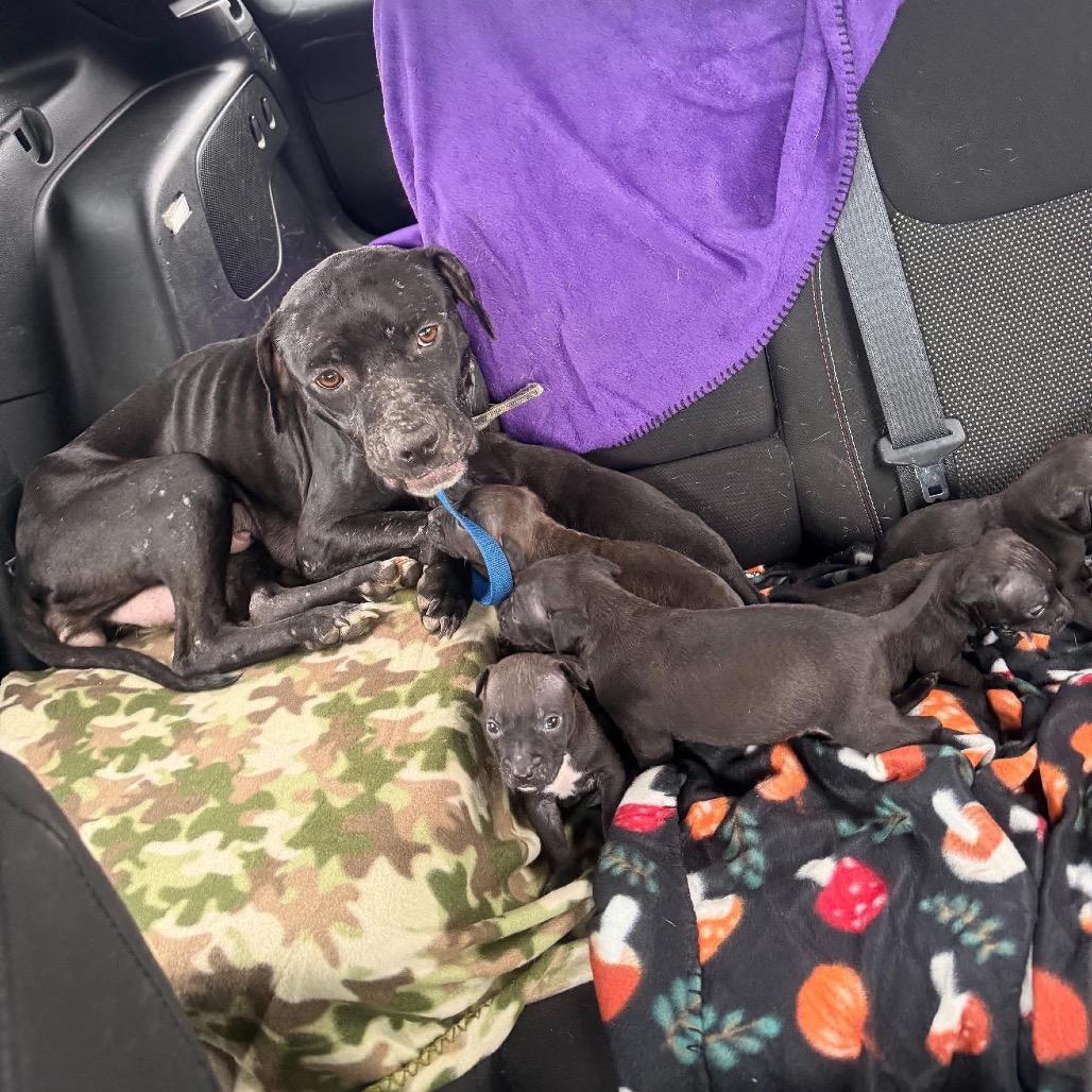 Marilyn Mon-Woof — thumbnail 4