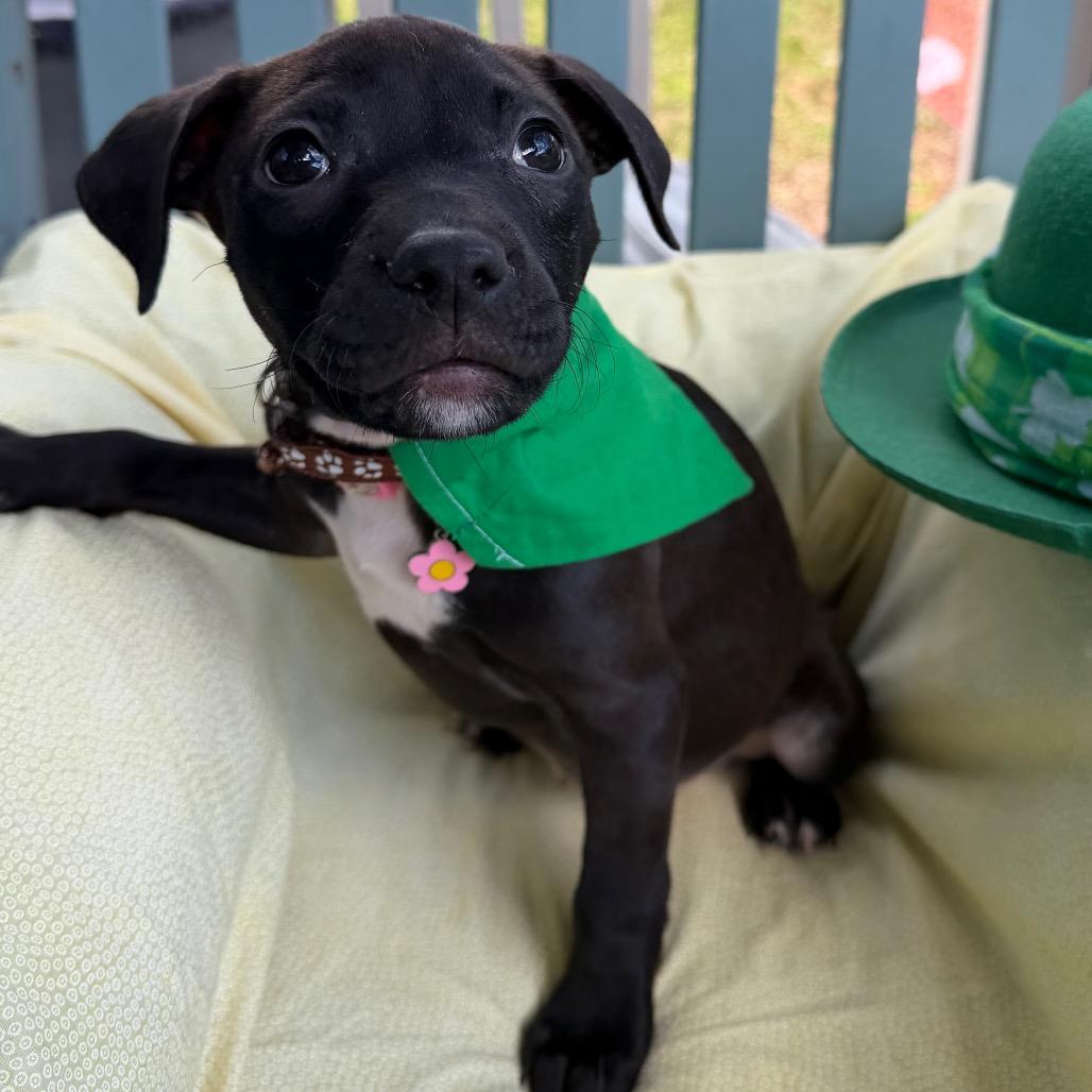 Marilyn Mon-Woof — thumbnail 5