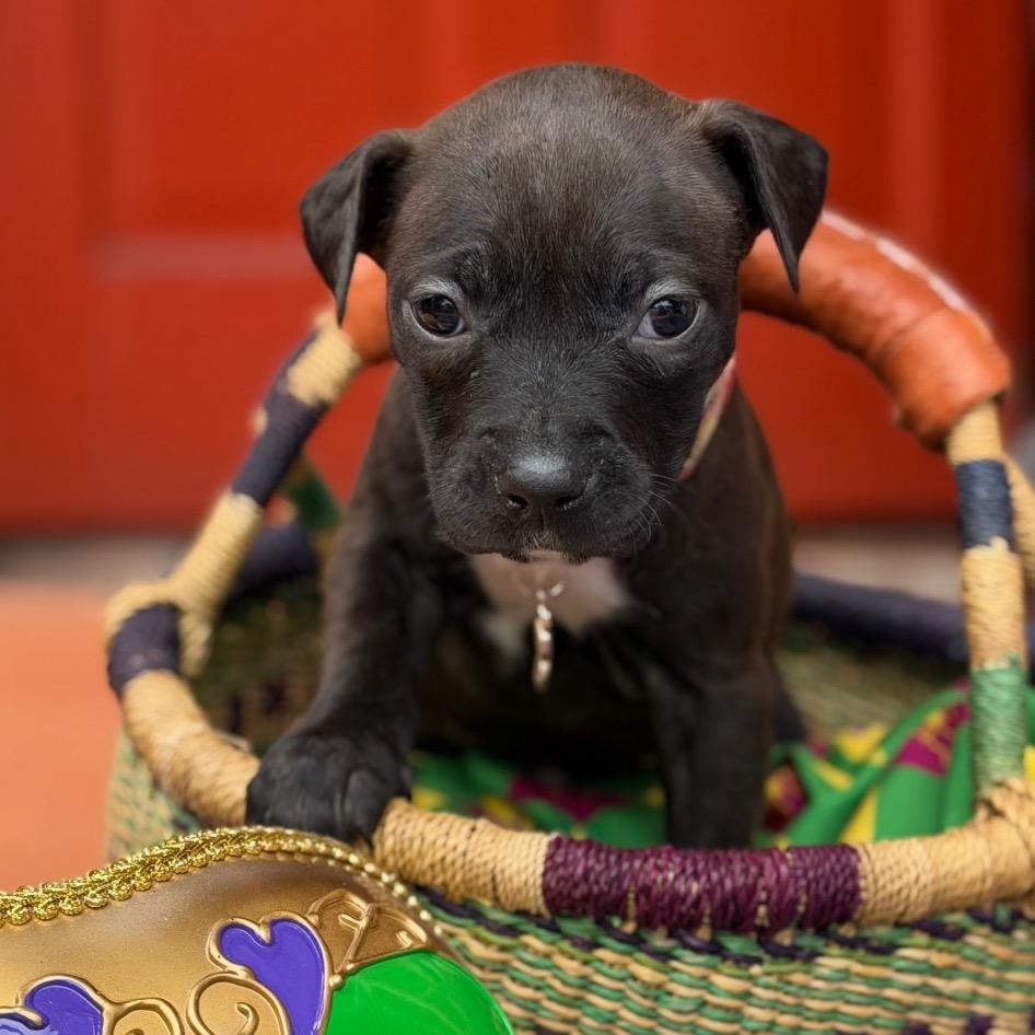 Marilyn Mon-Woof — thumbnail 6