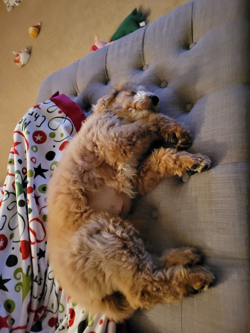 Kevin, Adopted, Puppy Male Poodle.