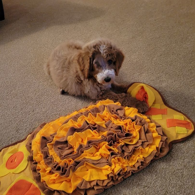 Enlarge Kevin, a Adopted Poodle in Moab, UT image 2/5