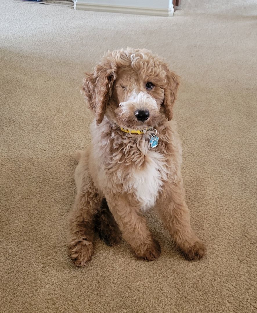 Kevin, Adopted, Puppy Male Poodle.