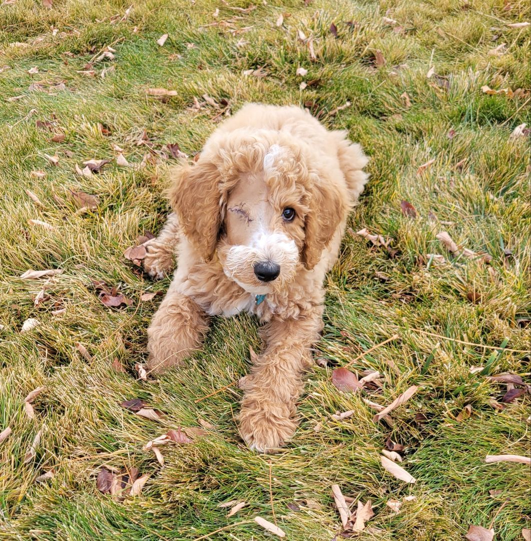 Enlarge Kevin, a Adopted Poodle in Moab, UT image 4/5