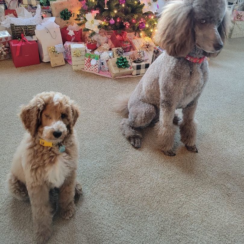 Enlarge Kevin, a Adopted Poodle in Moab, UT image 5/5