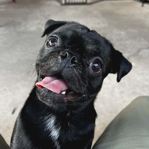 Enlarge Dahlia, an adopted Pug in Alvin, TX image 1/1