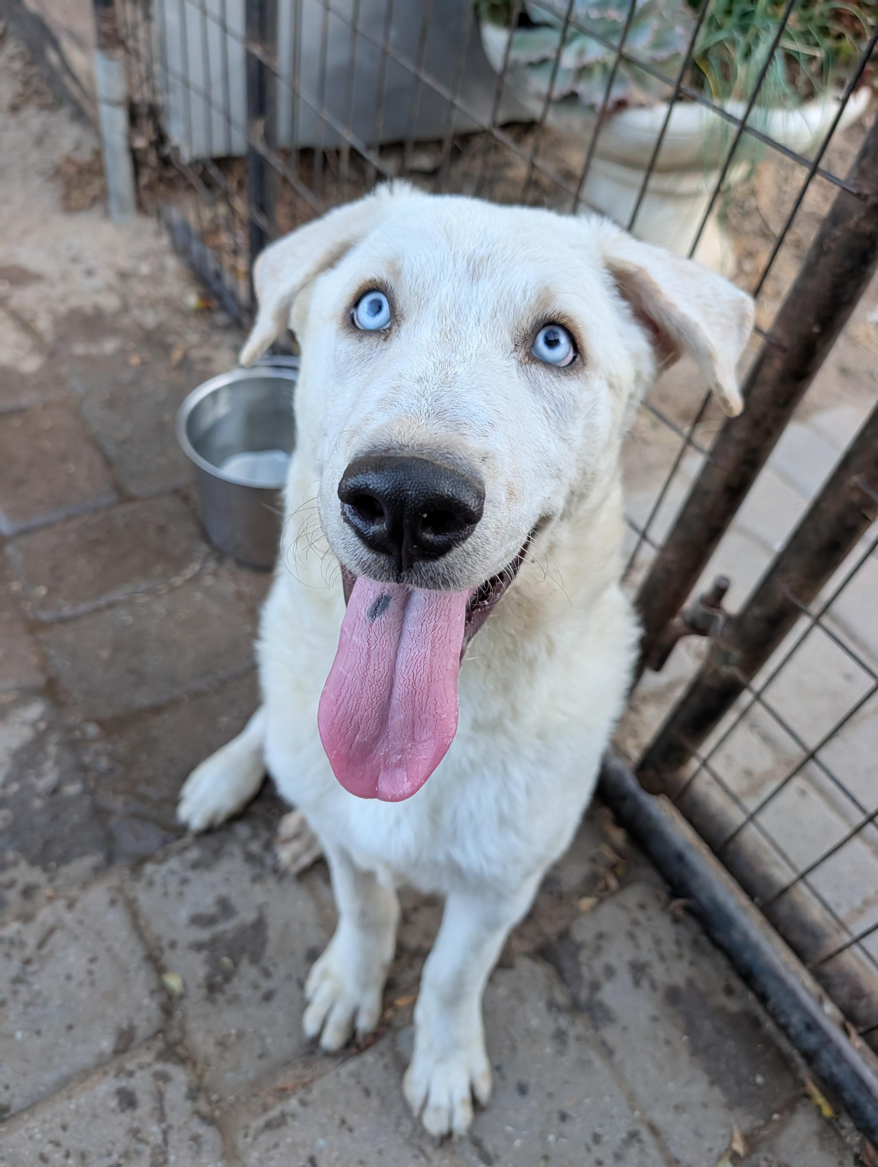 Enlarge Jolene, a Adoptable mixed breed in Camp Pendleton, CA image 2/2