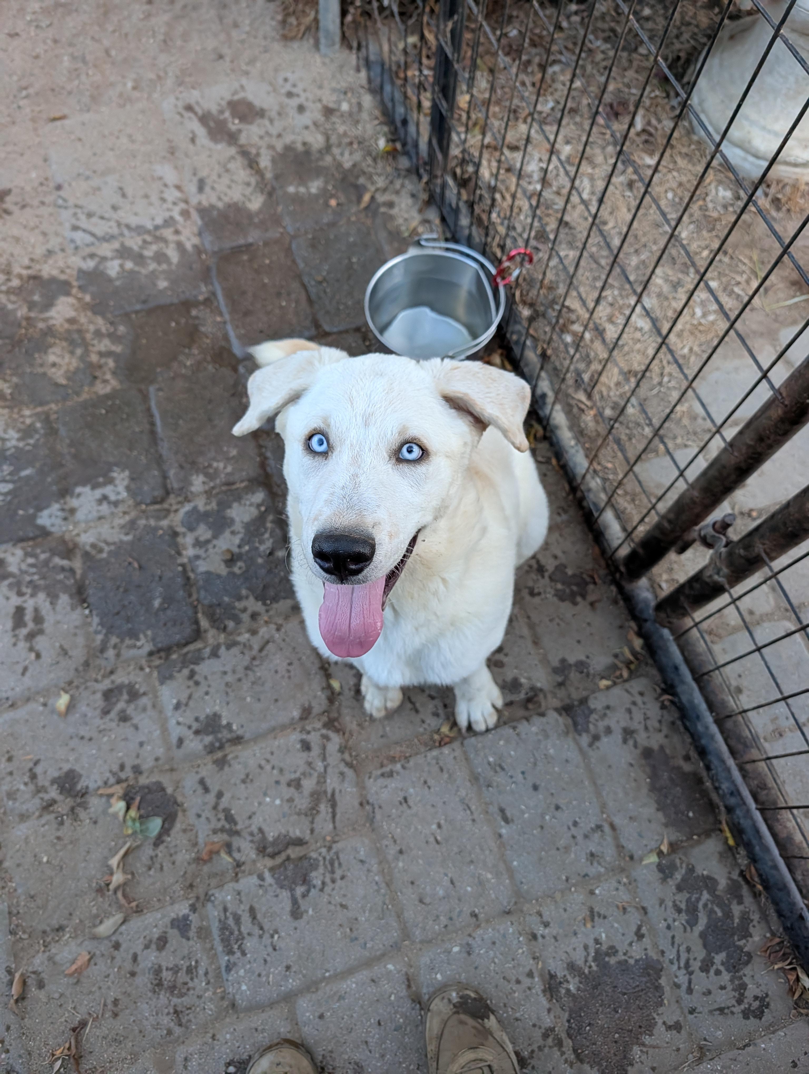 Jolene, Adoptable, Young Female Siberian Husky & Labrador Retriever.