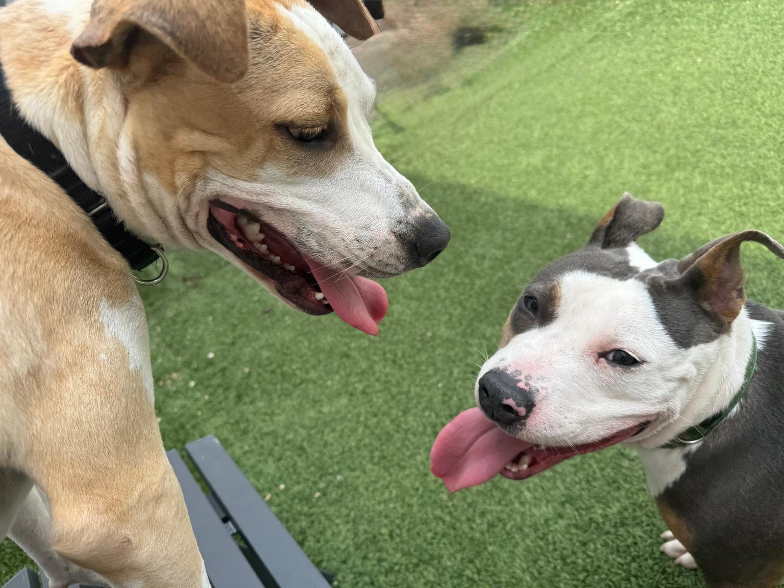 Bambi - A Runners Dream, Adoptable, Puppy Female Mixed Breed.