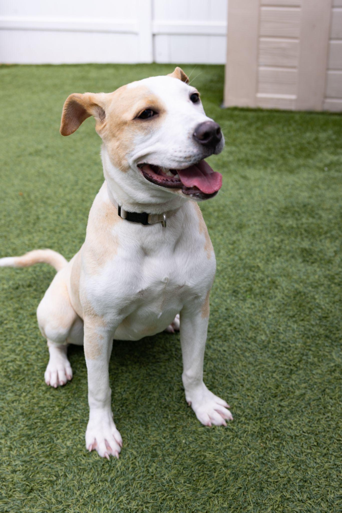 Enlarge Bambi - A Runners Dream, a Adoptable mixed breed in Glen Head, NY image 6/6